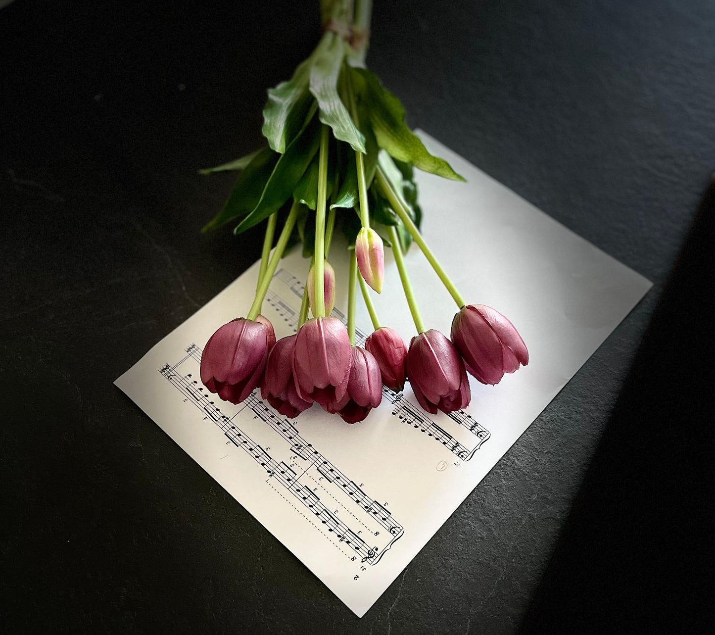 Bordeaux rode tulpen